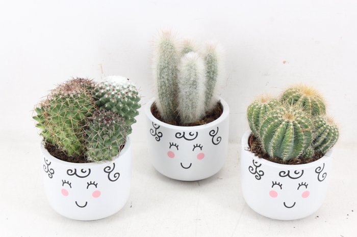 arr3 UB - Ker. family cactus