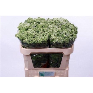 Eupat Rugo Braunlaub