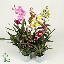 Inca Orchid mix 2+ spike 9cm luxury cover