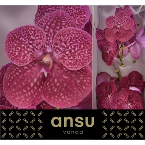 Vanda Sunanda Crimson Love X16