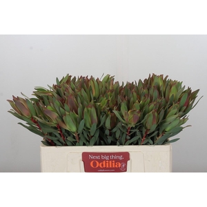 Leucadendron Highlight