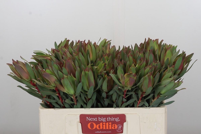 <h4>Leucadendron Highlight</h4>