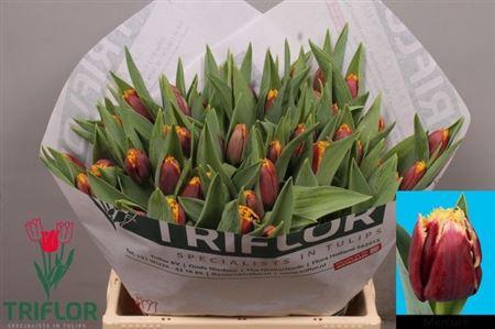 <h4>Tu Fr Mercure</h4>