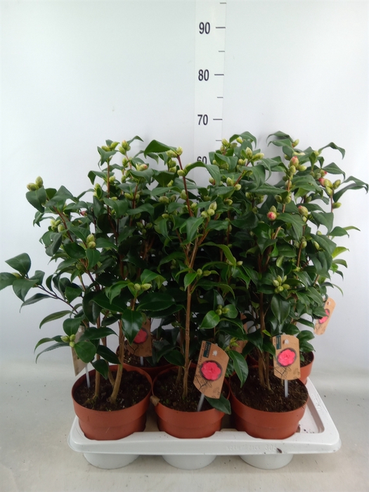 <h4>Camellia reticulata 'Mary Williams'</h4>