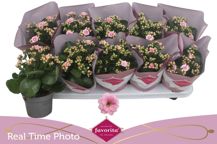 <h4>KAL GE PERFECTA PINK</h4>