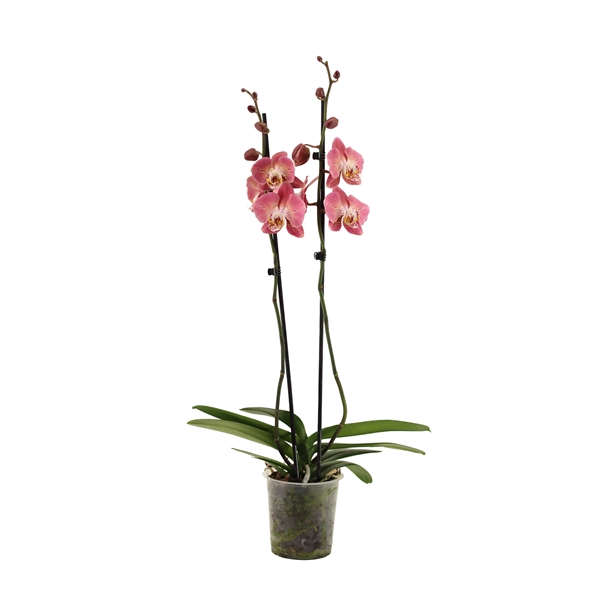 <h4>Phal Dragon Heart 2T16+</h4>