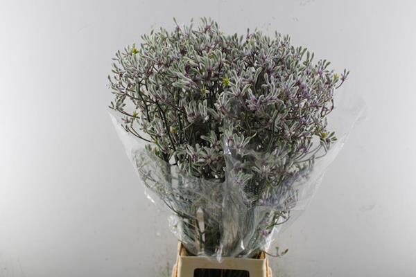 <h4>Anigoz Lilac Queen L 90</h4>