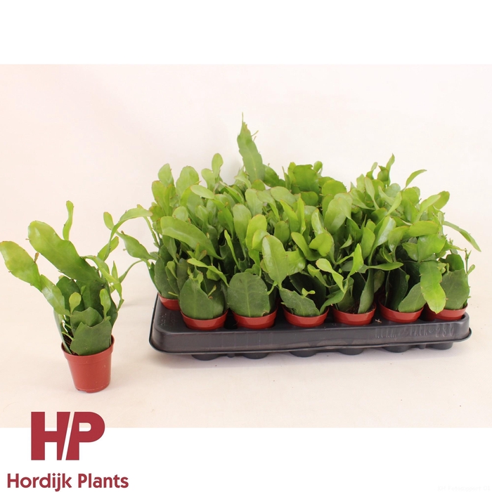 <h4>Epiphyllum pumilum 5,5cm</h4>