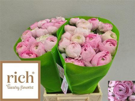 <h4>Ran Am Marshmallow</h4>