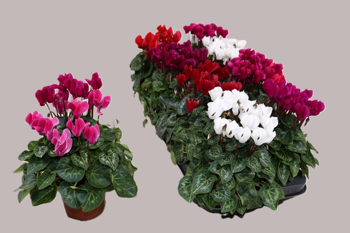 <h4>CYCL KL SUP CARINO</h4>