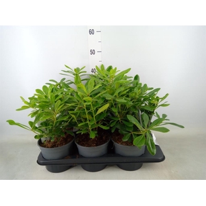 Pittosporum tobira 'Nanum'