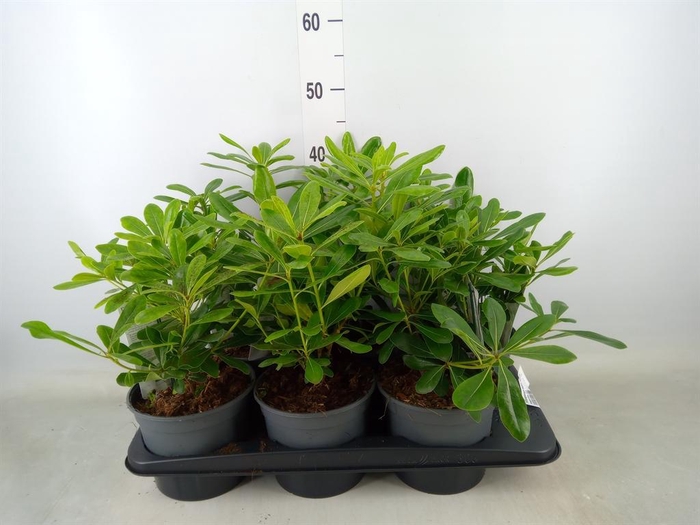 <h4>Pittosporum tobira 'Nanum'</h4>