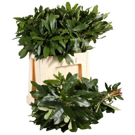 <h4>Rhododendron</h4>