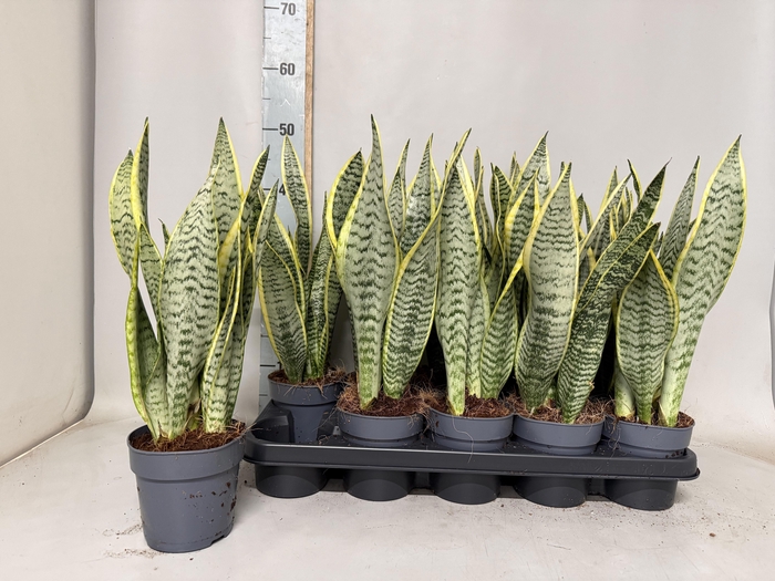 <h4>SANSEV LAURENTII</h4>