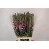 Antirrhinum It. Lavender