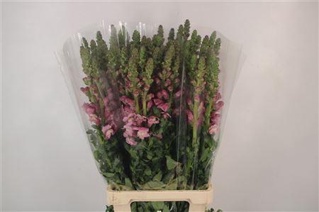 Antirrhinum It. Lavender