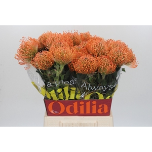 Nutans Ayoba Mandarin Zest