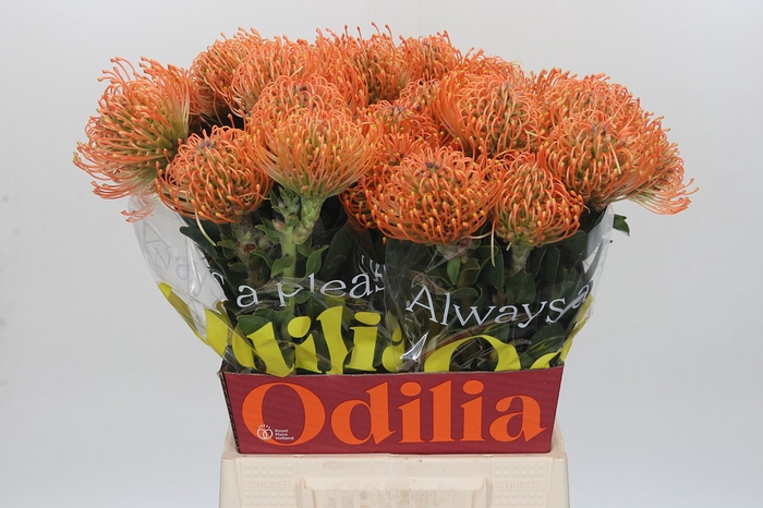 <h4>Nutans Ayoba Mandarin Zest</h4>