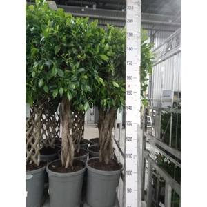 Ficus ...