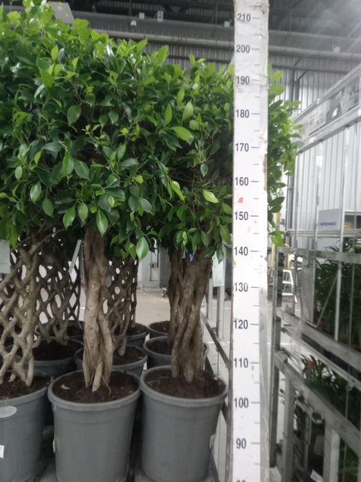 <h4>Ficus ...</h4>