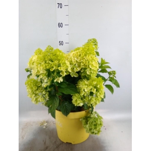 Hydrangea pan.