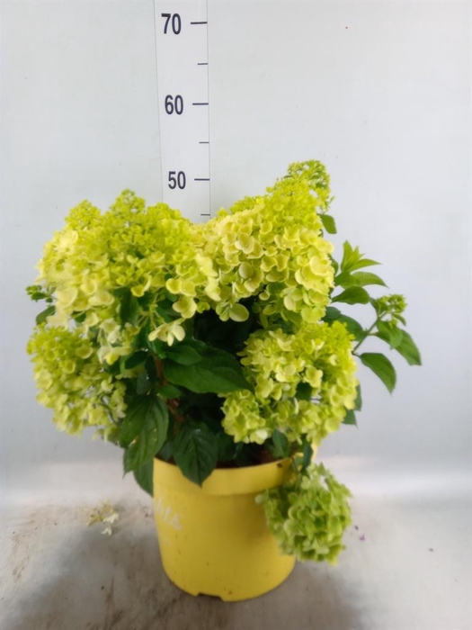 <h4>Hydrangea pan.</h4>