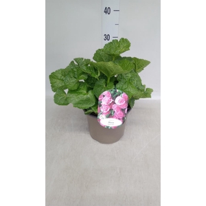 Alcea rosea 'SpringCel Rose'