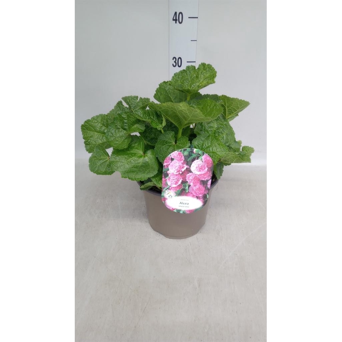 <h4>Alcea rosea 'SpringCel Rose'</h4>