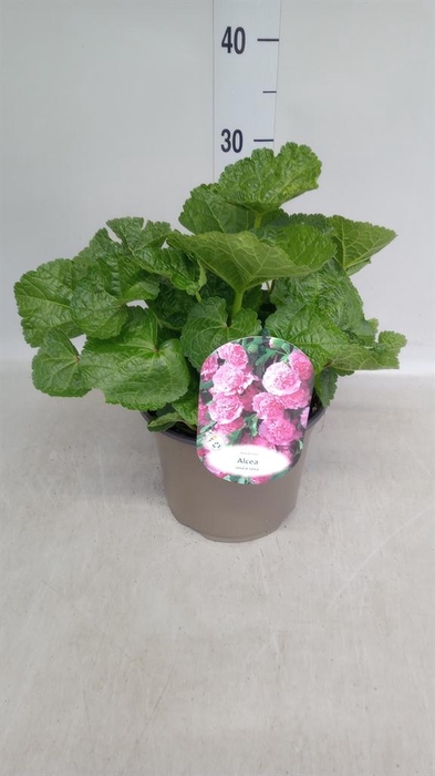 <h4>Alcea rosea 'SpringCel Rose'</h4>