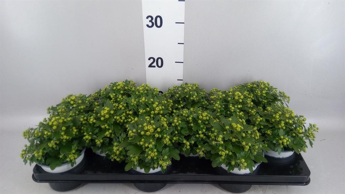 <h4>Ajania pacifica 'Pacific White'</h4>