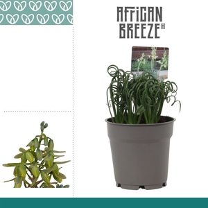 Albuca spiralis 'Frizzle Sizzle'
