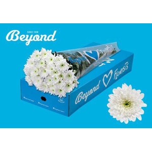 CHR T BALTICA  WHITE BEYOND  P100