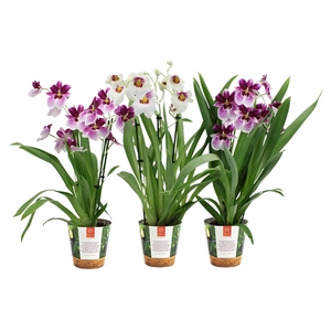 Inca Miltoniopsis mix 3 spike in Jungle cover