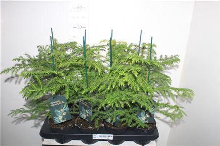 <h4>Arau Heterophyl</h4>