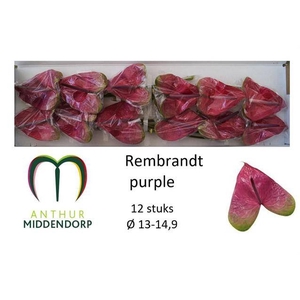 ANTH A REMBR PURPLE