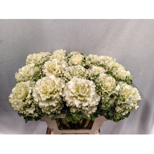 Brassica crane ruffle white