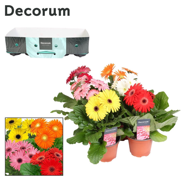 <h4>Gerbera 3+ bl. 12cm kraag Decorum</h4>