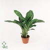 Aglaonema Greenlight (Decorum) 21cm