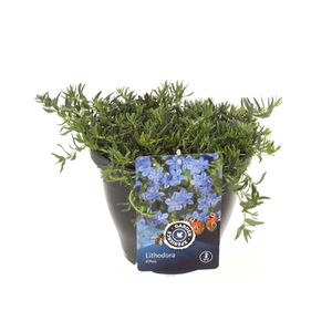 Lithodora diffusa Grace Ward