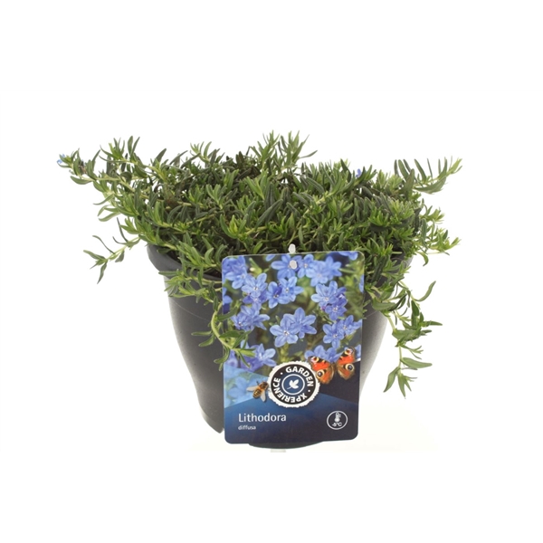 <h4>Lithodora diffusa Grace Ward</h4>