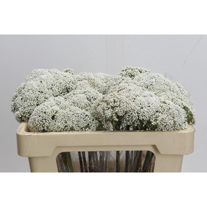 Ozothamnus Booming White