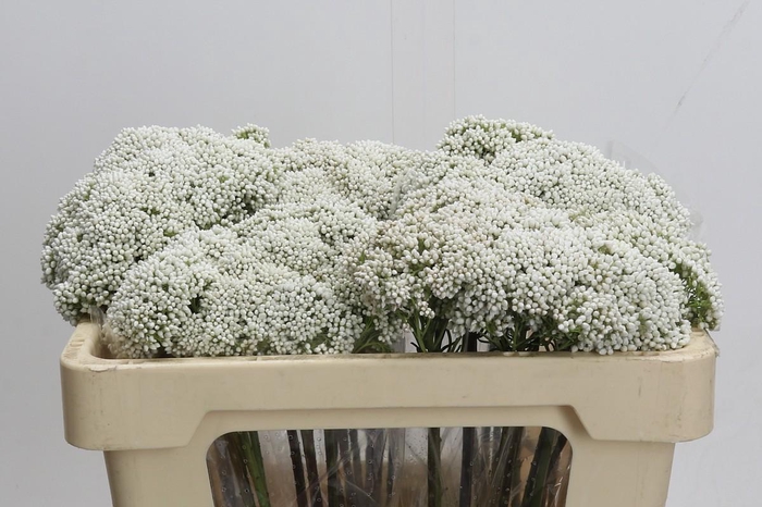 Ozothamnus Booming White