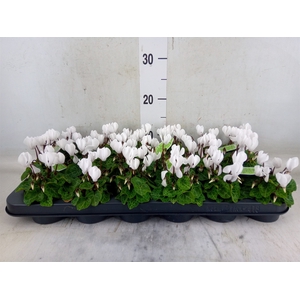 Cyclamen KL   ...