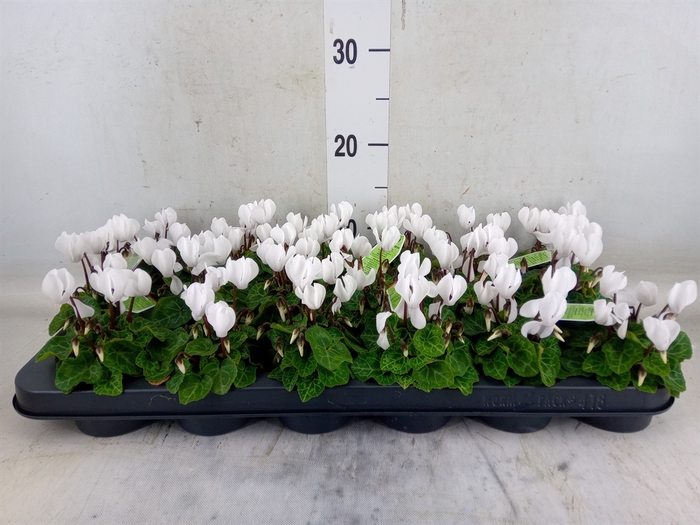 <h4>Cyclamen KL   ...</h4>