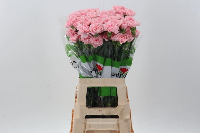 <h4>Dianthus ST 'Doncel'</h4>