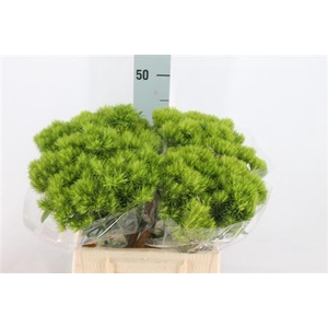 Di Barb Kiwi Mellow 40cm