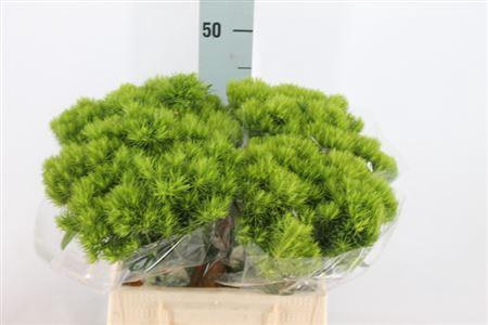 <h4>Di Barb Kiwi Mellow 40cm</h4>