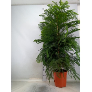 Araucaria heterophylla