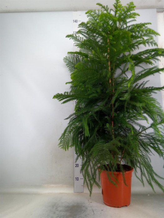 <h4>Araucaria heterophylla</h4>