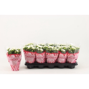 Kalanchoe blos. 'Calandiva Whites'